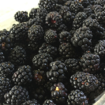 This is a simply image of a pile of blackberries.